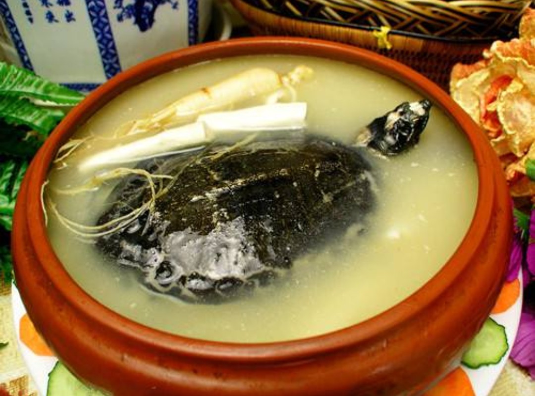 鱼有鱼路鳖有鳖道，详谈甲鱼生活习性和野钓技巧