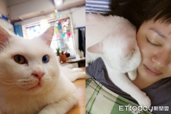 猫咪得了胰腺炎并伴有黄疸,猫咪胰腺炎若出现黄疸说明什么