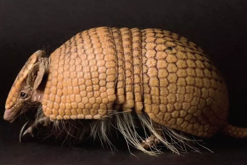 2014年世界杯吉祥物福来哥杯子,巴西吉祥物福来