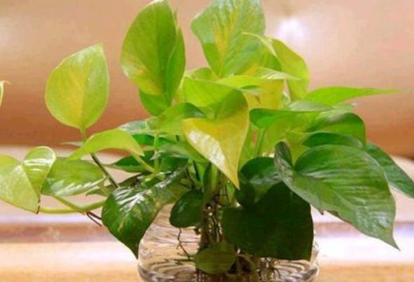 房子已经入住十几年甲醛还是超标,入住新房后甲醛超标会有什么症状