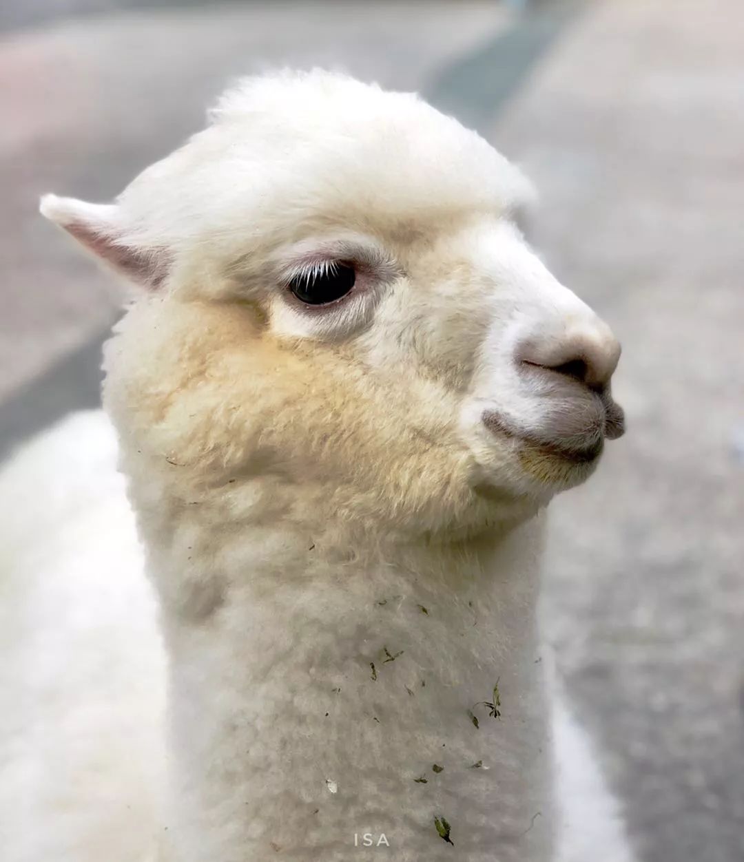 Android加载巨图，拒绝OOM