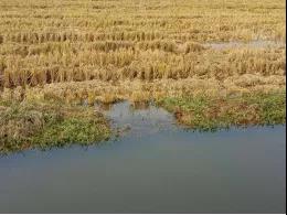 虾苗不沉底用什么方法好,虾苗不下底