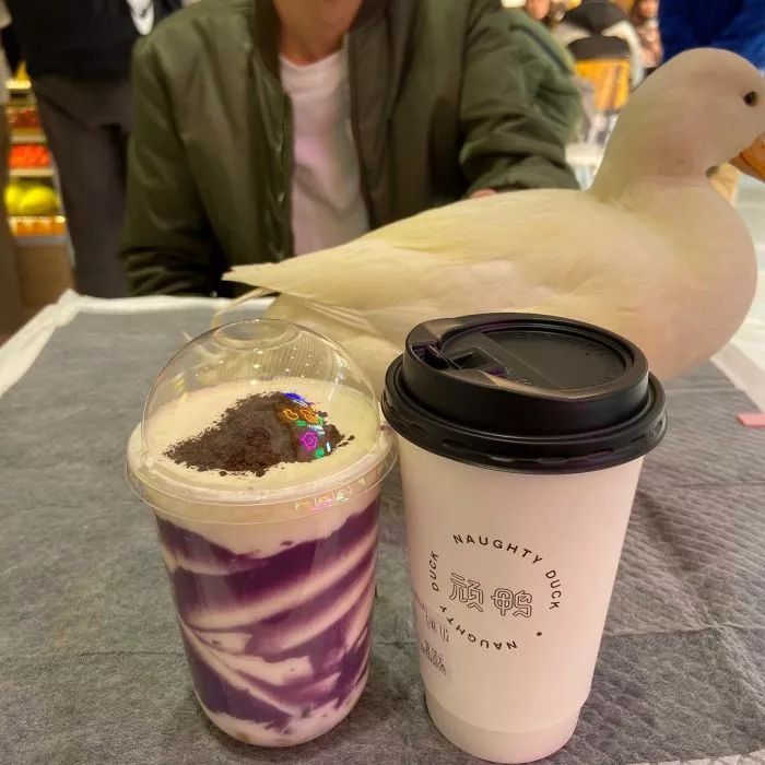 吸猫撸狗遛羊驼,吸狗撸猫遛羊驼