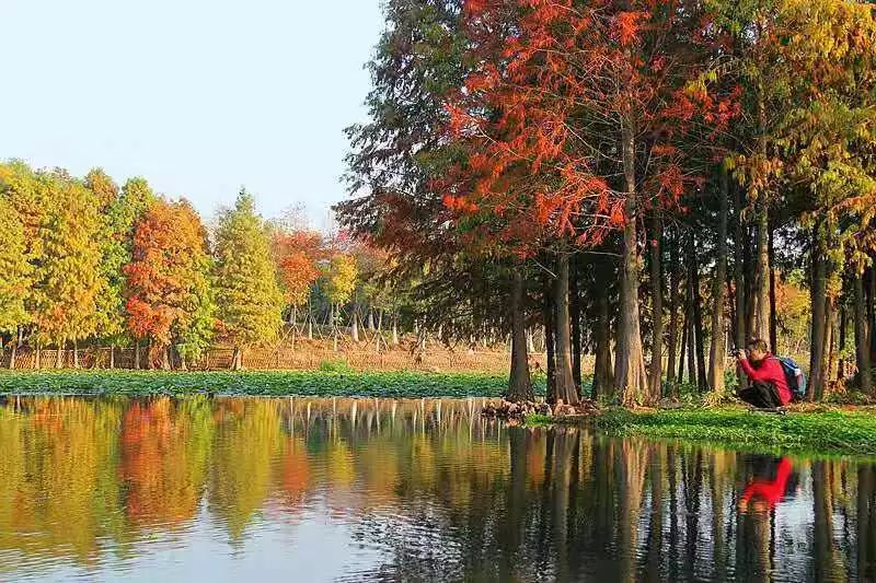 冬天也能赏到鲜花的芬芳,园博苑花海季节