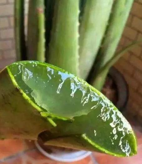 这3种花养在室内长得好,这3种绿植认真起来连细菌都害怕