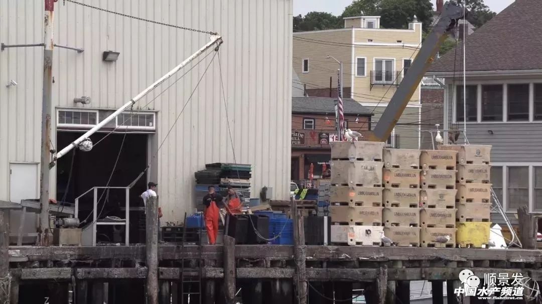 龙虾行业的发展,龙虾的发展历程