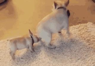 狗狗太活泼不粘人怎么办,狗狗太活泼有多动症怎么办