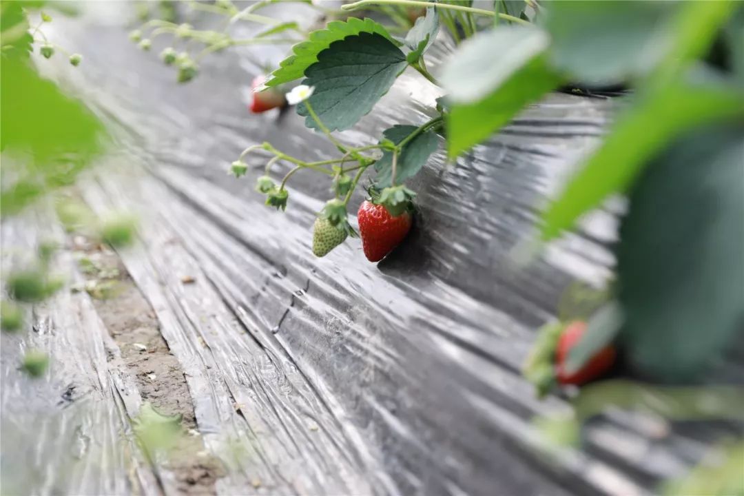 最便宜的草莓采摘方法,草莓采摘攻略怎样摘下来