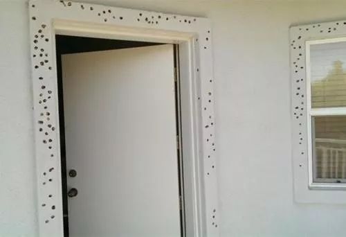 啄木鸟要啄树它是益鸟还是害鸟,啄木鸟不啄虫子把树啄得千疮百孔