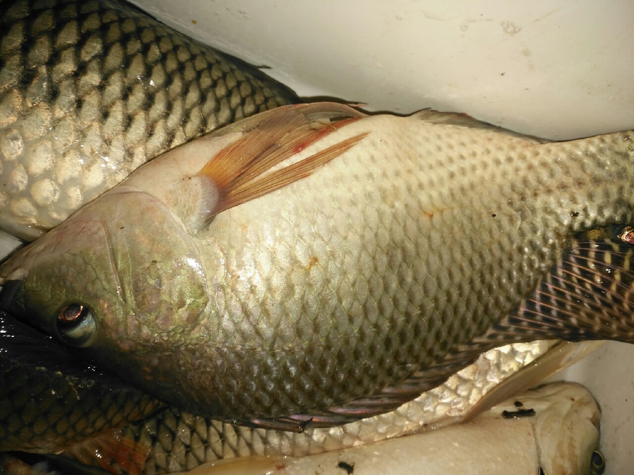 野钓运气爆棚,野钓钓到了1000斤大鱼