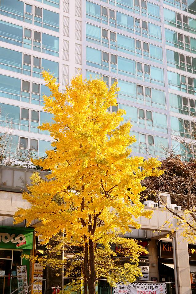 去韩国购物不超过多少钱,去韩国不美容不购物去哪里