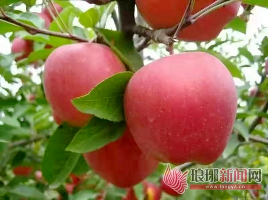 临沂年货大集,临沂齐鲁园年货大集