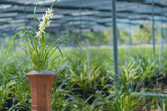 四会石狗兰花基地,四会石狗兰花基地有哪些