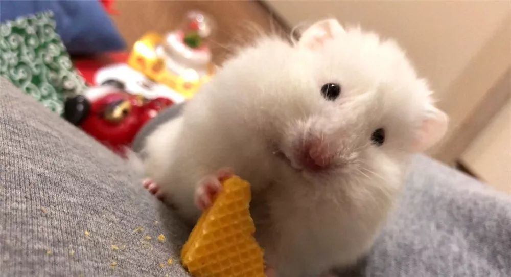 日推网友鼠年仓鼠腮帮子大赛，满屏圆滚滚毛茸茸敲可爱