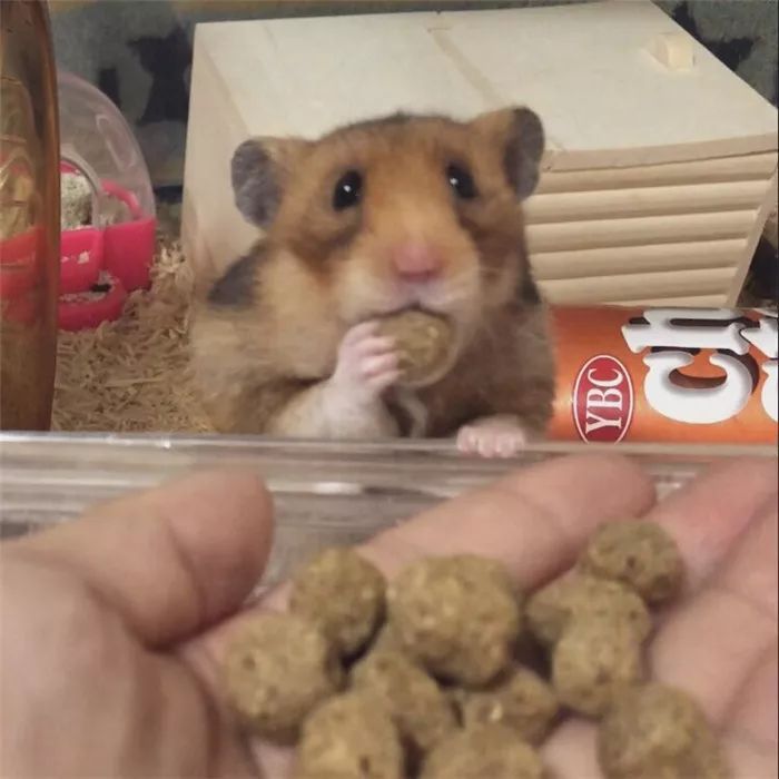 日推网友鼠年仓鼠腮帮子大赛，满屏圆滚滚毛茸茸敲可爱