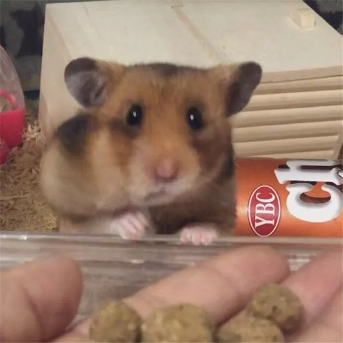 日推网友鼠年仓鼠腮帮子大赛，满屏圆滚滚毛茸茸敲可爱