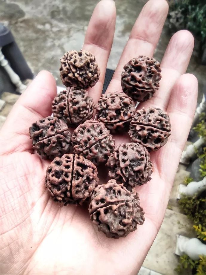 尼泊尔中华寺视频,尼泊尔蓝毗尼中华寺离韩国寺多远