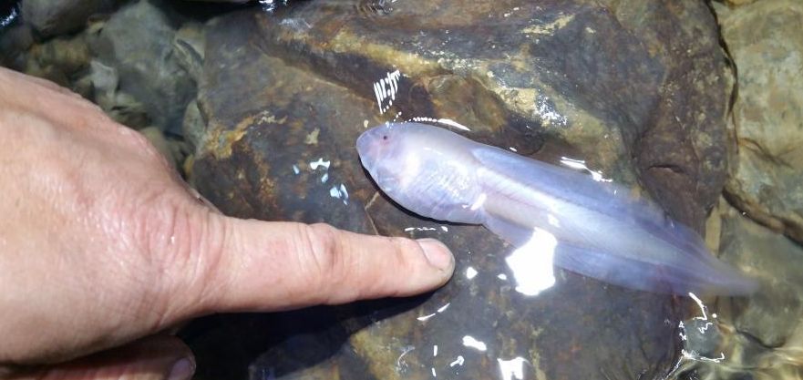 猪拱嘴鱼、长角蟋蟀、金色蜈蚣……贵州一溶洞发现多种不明生物