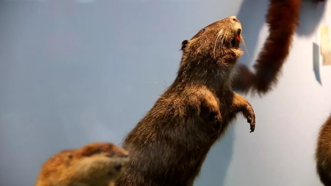 鼠目寸光是什么来历,鼠目寸光是什么原因