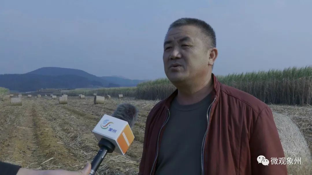 水稻秸秆不让烧怎么处理,甘蔗叶焚烧