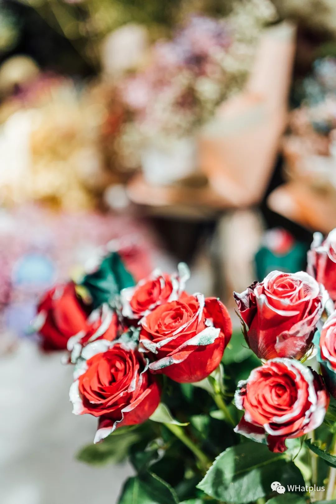 武汉最大鲜花批发市场,武汉哪个市场鲜花最便宜