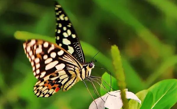 香蕉皮千万别扔，这几个妙用，能为你省下不少！安顺人收藏
