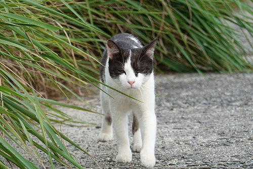 索尼gp-vpt2bt能蓝牙连手机吗,索尼gp-vpt2bt蓝牙手柄说明书