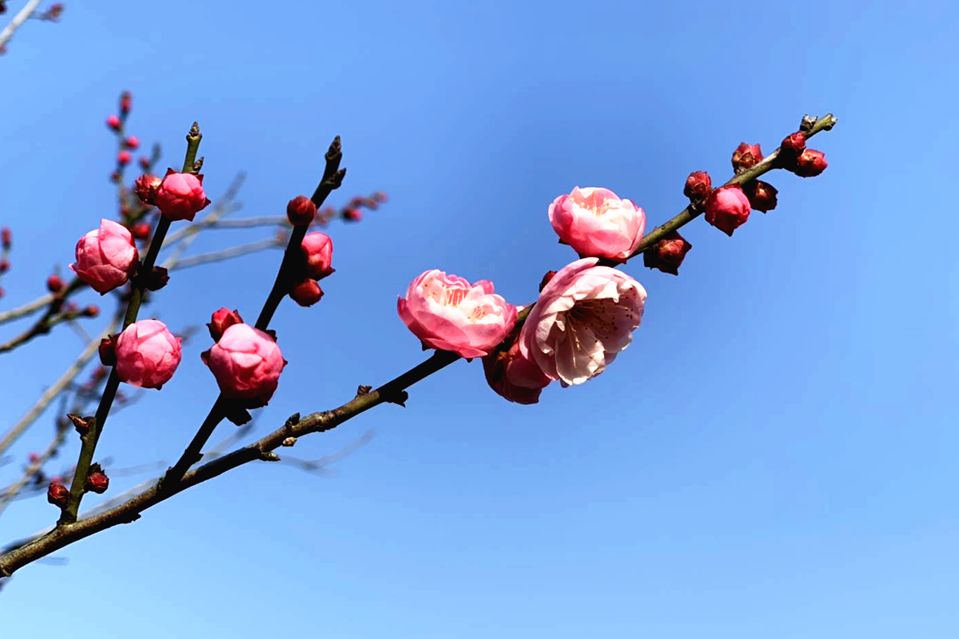 铜陵赏梅免费景点,赏梅去哪里旅游最好