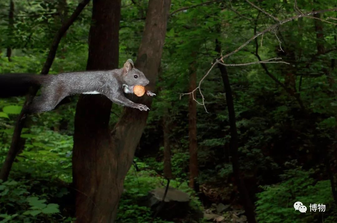 千万别问能好怎，松鼠只负责可爱