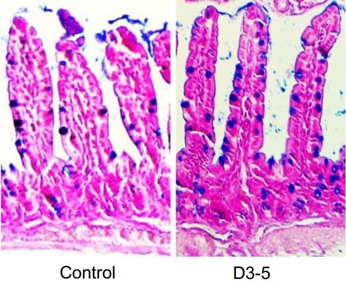 这种益生菌「涮熟」吃或抗衰老！科学家首次发现死亡益生菌的细胞壁成分会改善小鼠代谢，增强认知，还抵抗衰老丨科学大发现