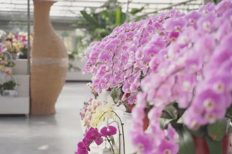 临沂市兰陵国家农业公园旅游区,临沂兰陵国家农业公园