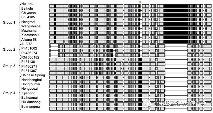 NatureCommun|刘志勇组与李洪杰组合作克隆小麦抗*粉白**病基因Pm24