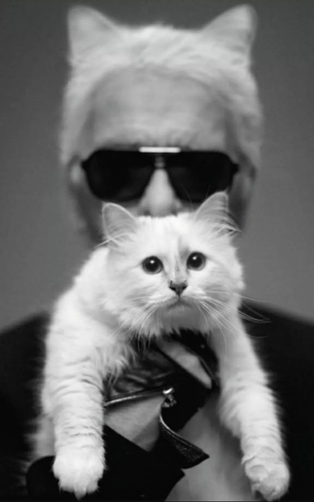 继承老佛爷遗产的猫怎么样了,老佛爷的猫咪现在怎么样了