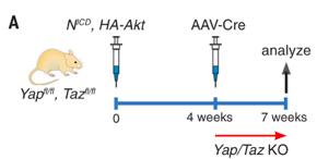 nature子刊《scientificdata》,nature子刊sci