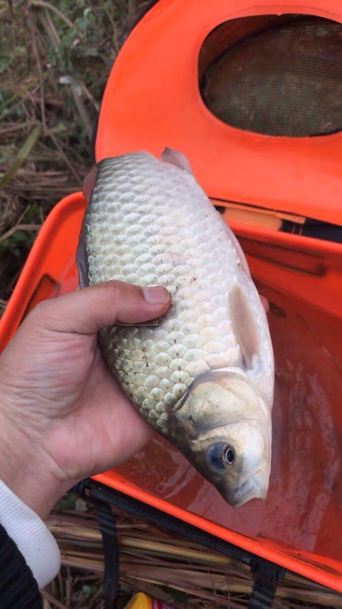 晚春钓鱼秘诀大全,早春钓鱼四字口诀