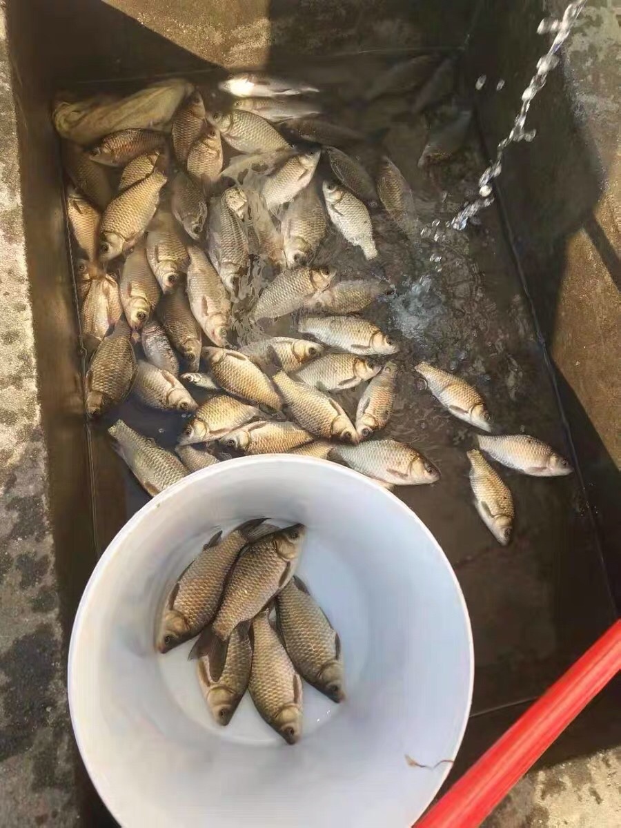 晚春钓鱼秘诀大全,早春钓鱼四字口诀