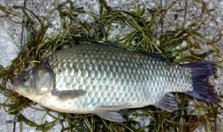 早春钓鲫鱼钓深水还是浅水,早春太阳大气温高怎么钓鲫鱼