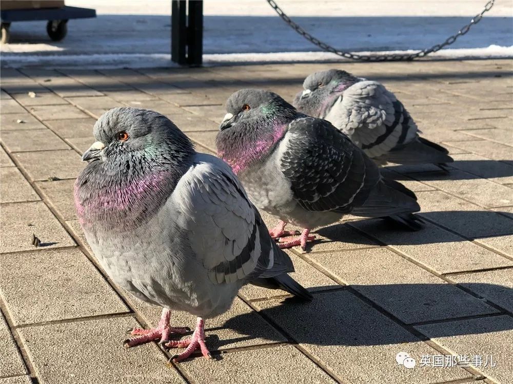 同样是冬天胖成球，凭什么鸟球就这么可爱