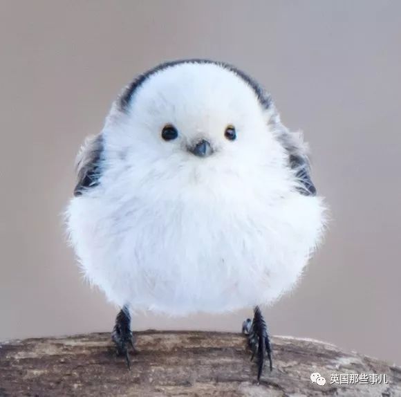 同样是冬天胖成球，凭什么鸟球就这么可爱