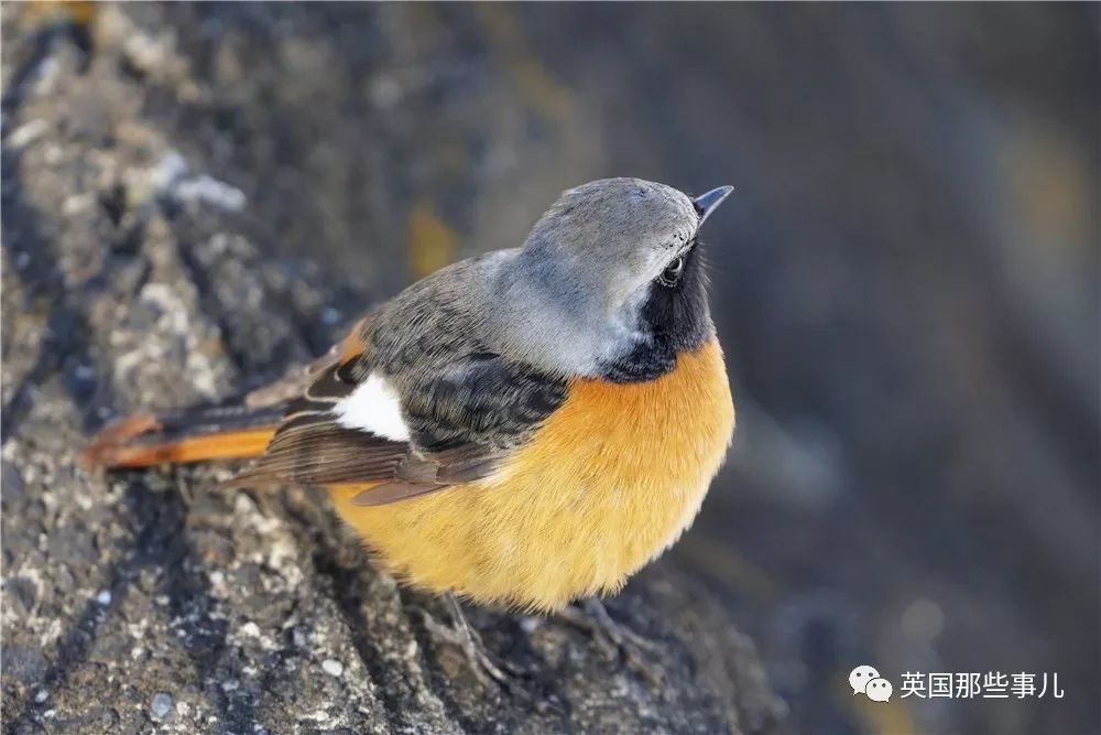 同样是冬天胖成球，凭什么鸟球就这么可爱