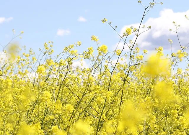 @黄石人，有事拨打6363110