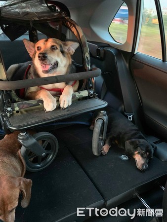 老狗半夜哭要怎么解决,老年犬一天到晚都在喘粗气怎么办