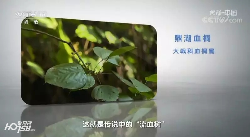 鼎湖山探秘,央视地理中国探秘鱼木洞