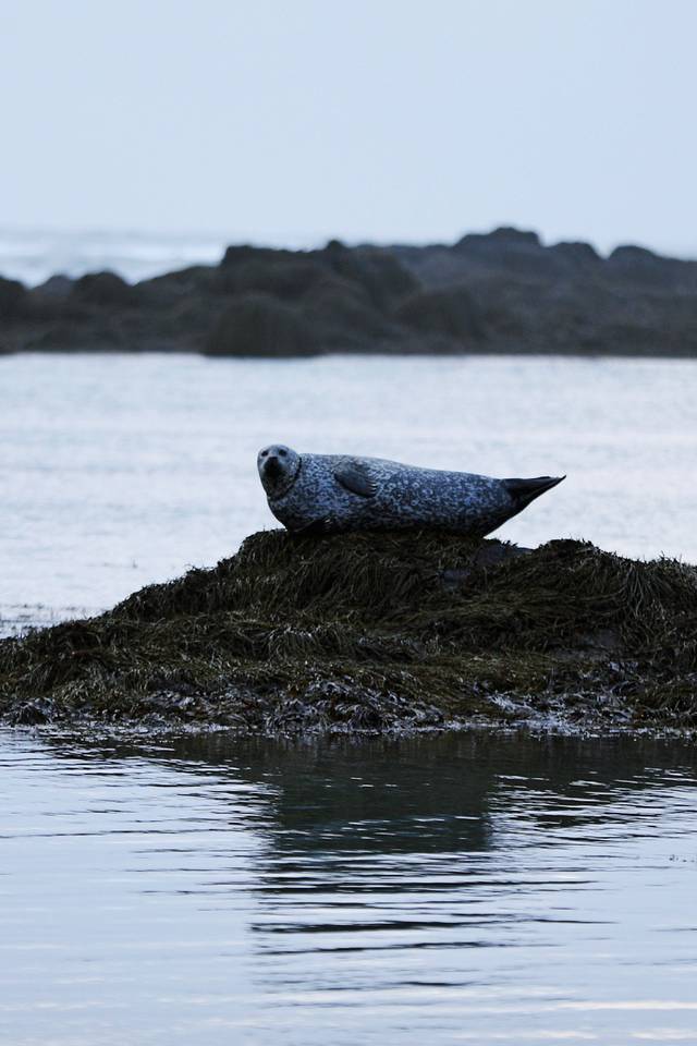 世界尽头冰岛极光图片,去冰岛看冰与火之歌
