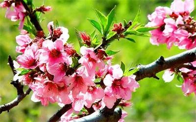 藏在诗词里的诗词,藏在古人诗词里的三春