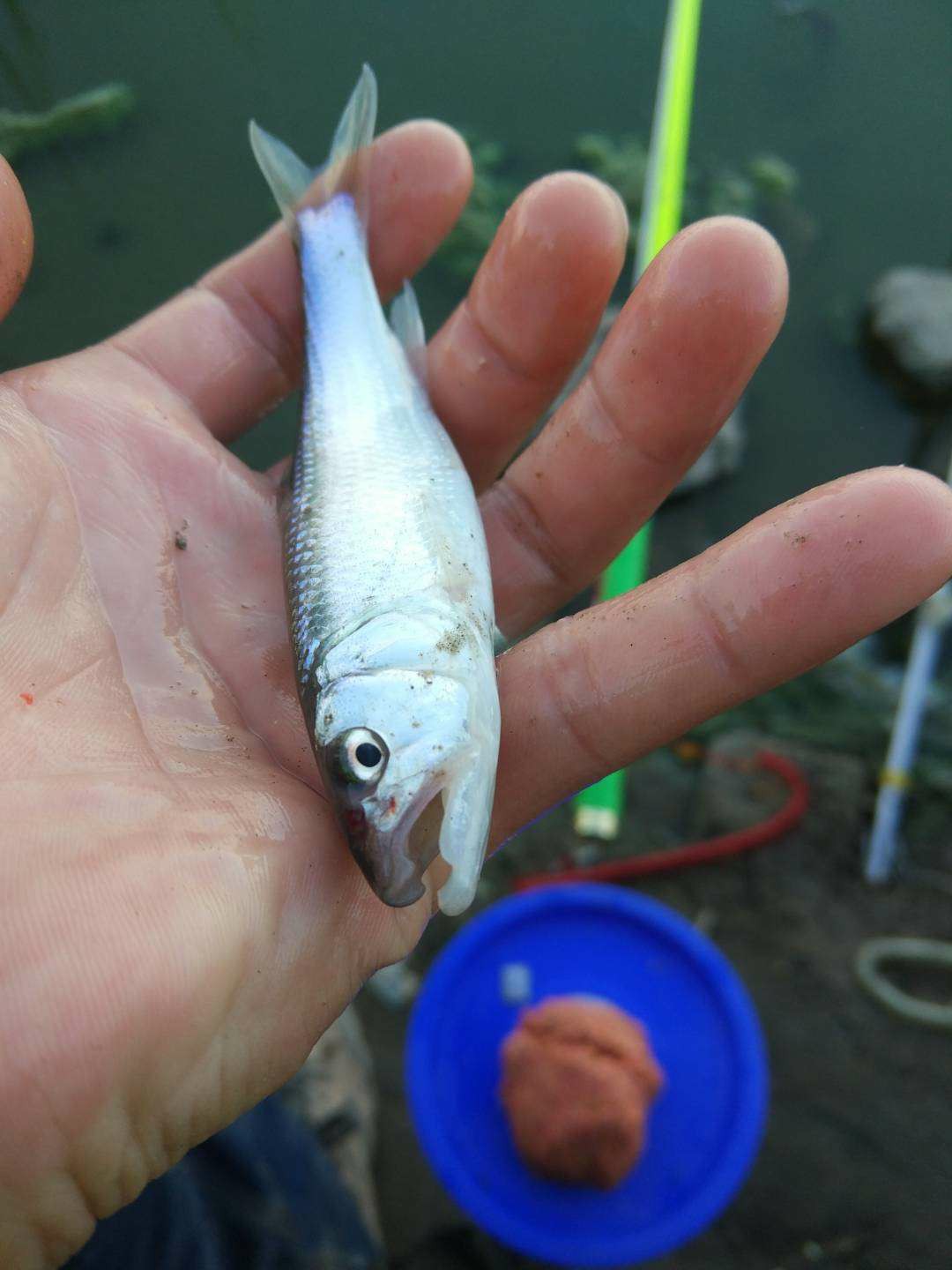 滩钓手工制作,手工自制过河钓