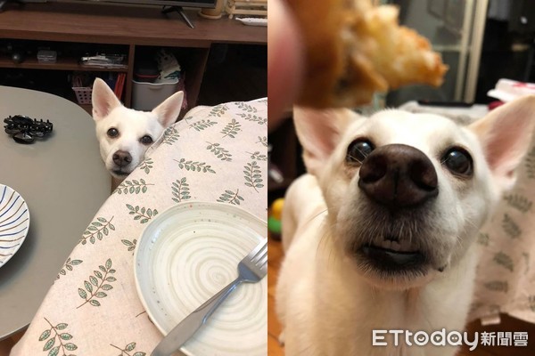 偷吃贵妃香嫩鸡爪,偷吃鸡下跪求饶视频