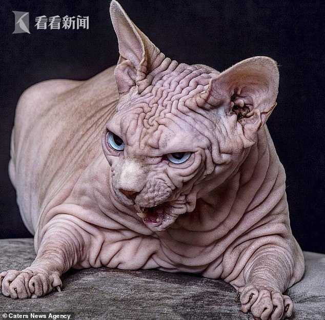 猫咪全身纯白色,猫咪全身无毛的视频