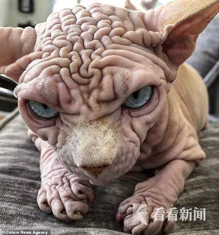 猫咪全身纯白色,猫咪全身无毛的视频