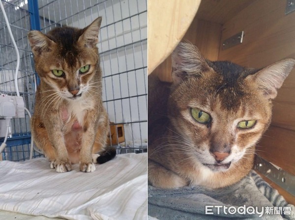 耳朵长瘤动手术,耳朵长瘤切除